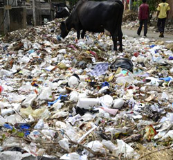 Bangalore Garbage Dump